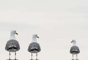 what is workplace bullying, bullying in the workplace, bullying at work, bullying in workplace